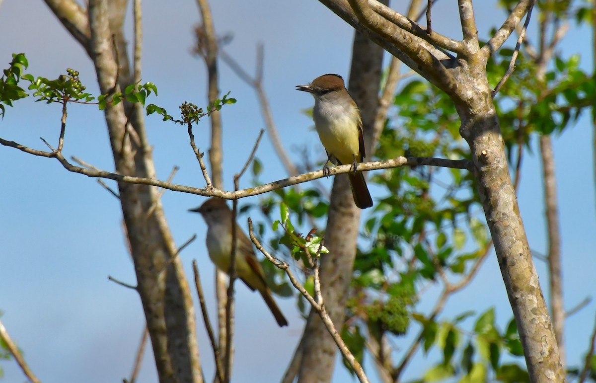 Ash-throated Flycatcher - ML646362292