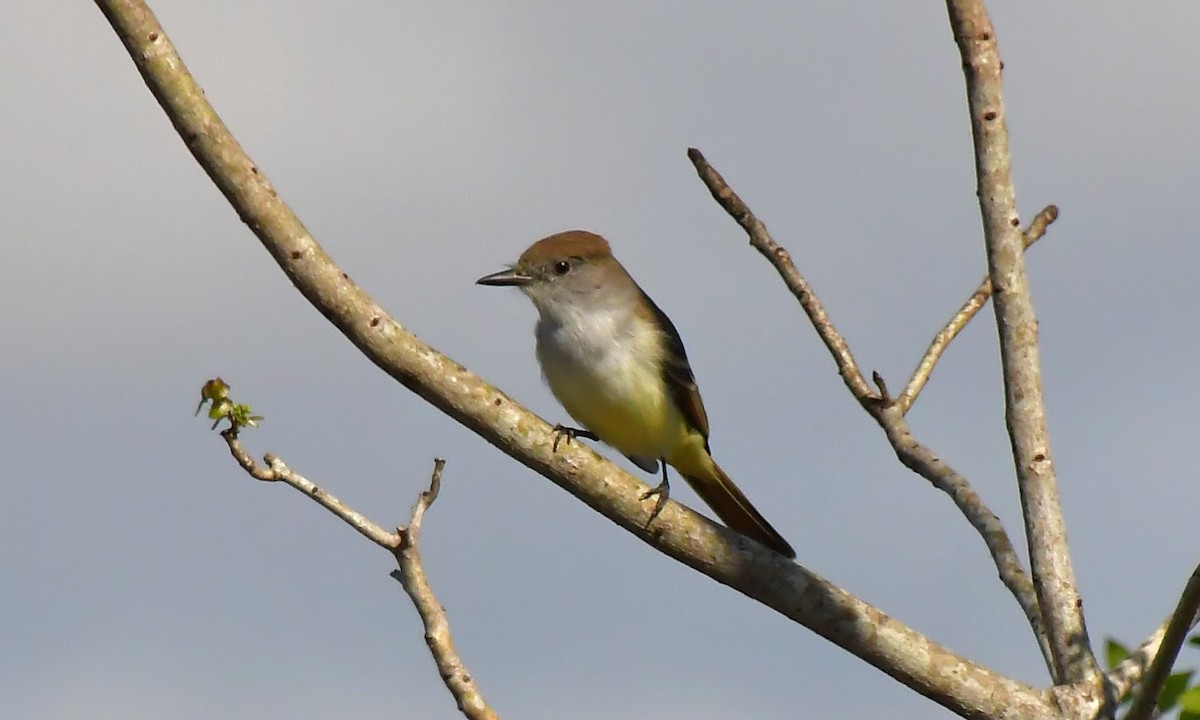 Ash-throated Flycatcher - ML646362293