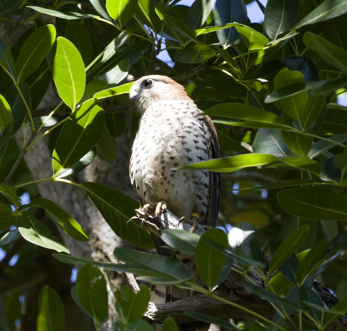Mauritius Kestrel - ML646362294