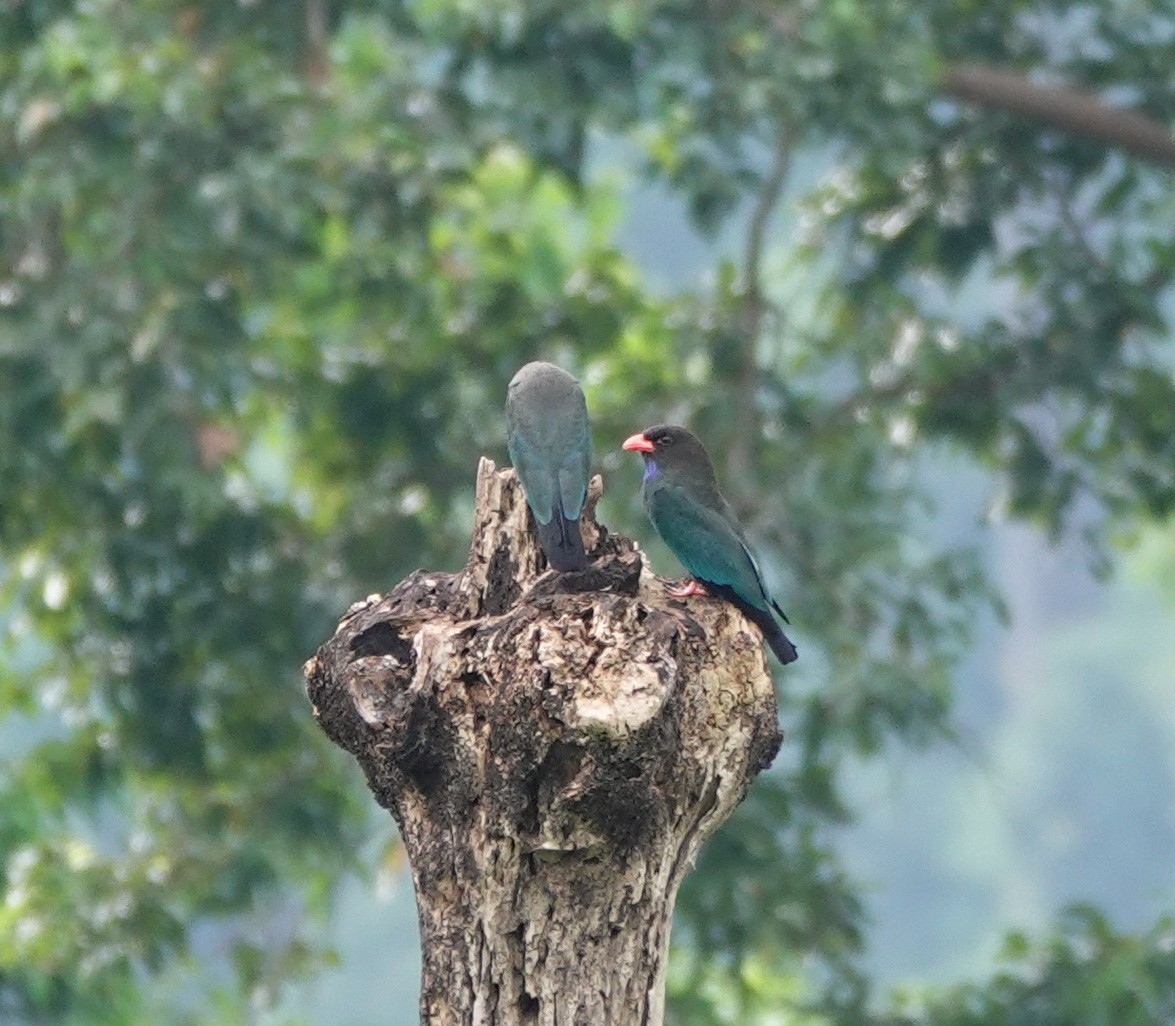 Dollarbird - ML646362295