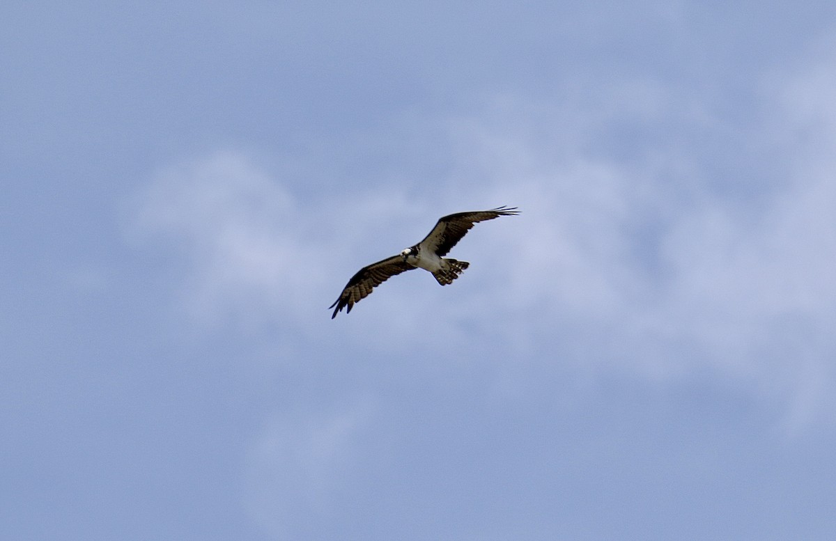 Osprey - ML646362296