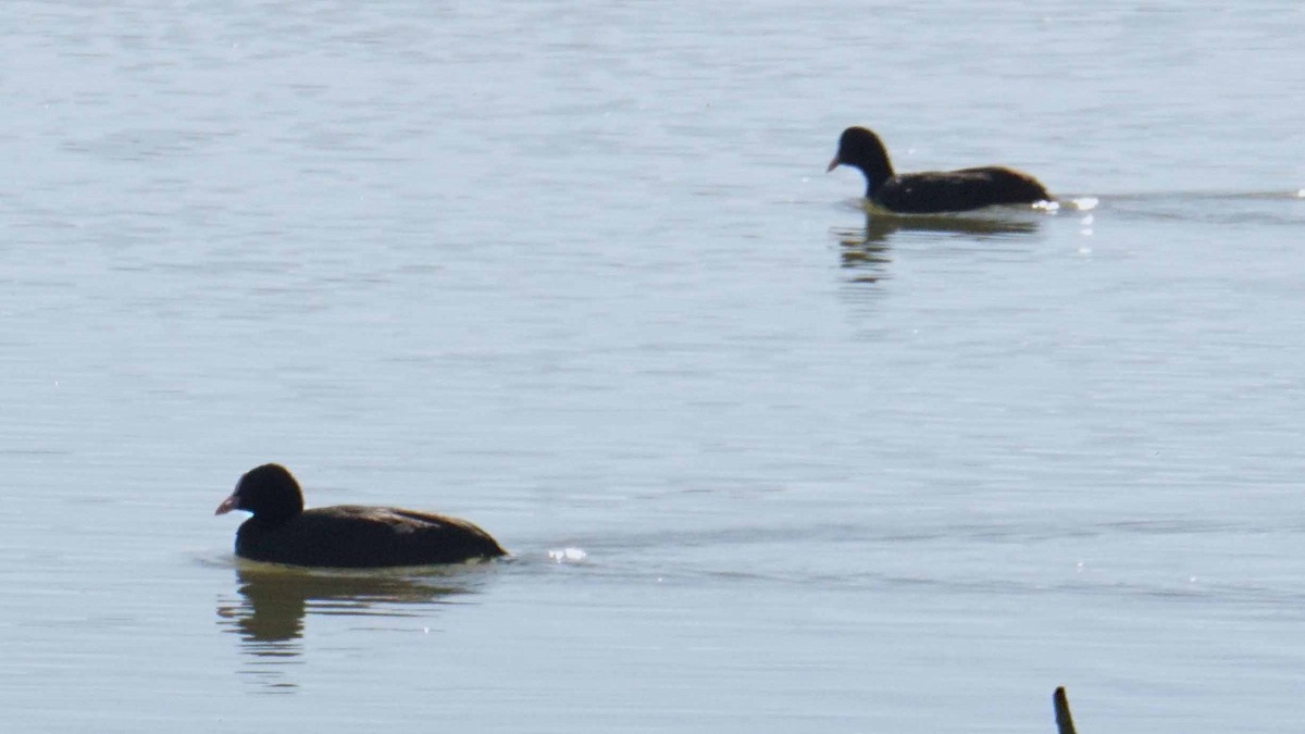 Eurasian Coot - ML646362297