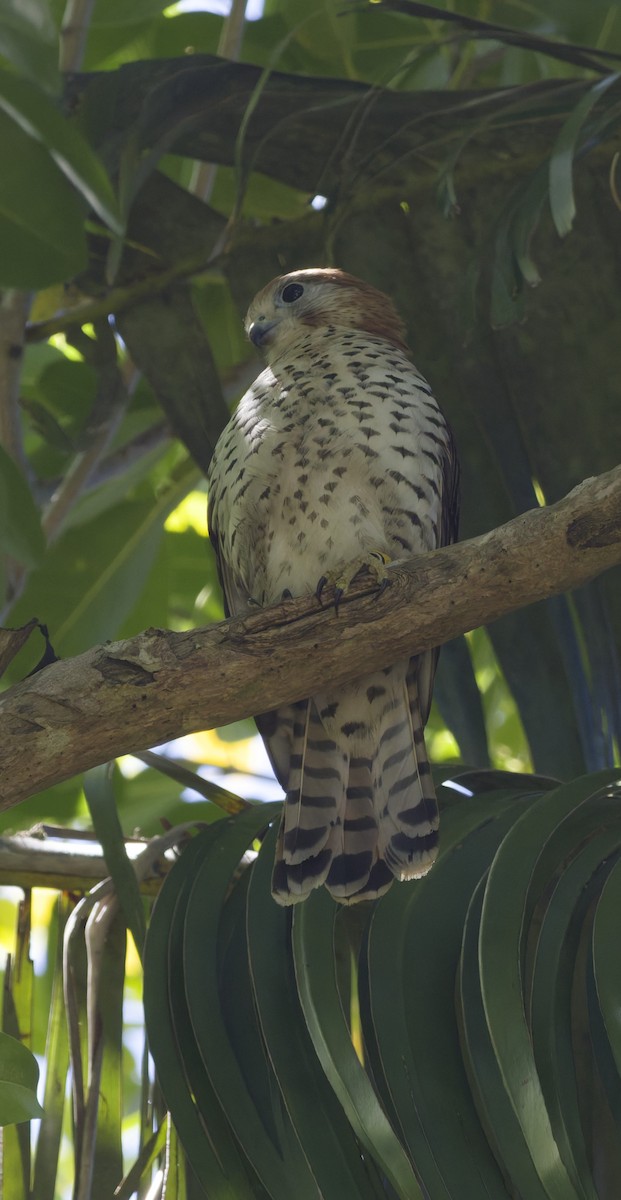 Mauritius Kestrel - ML646362298