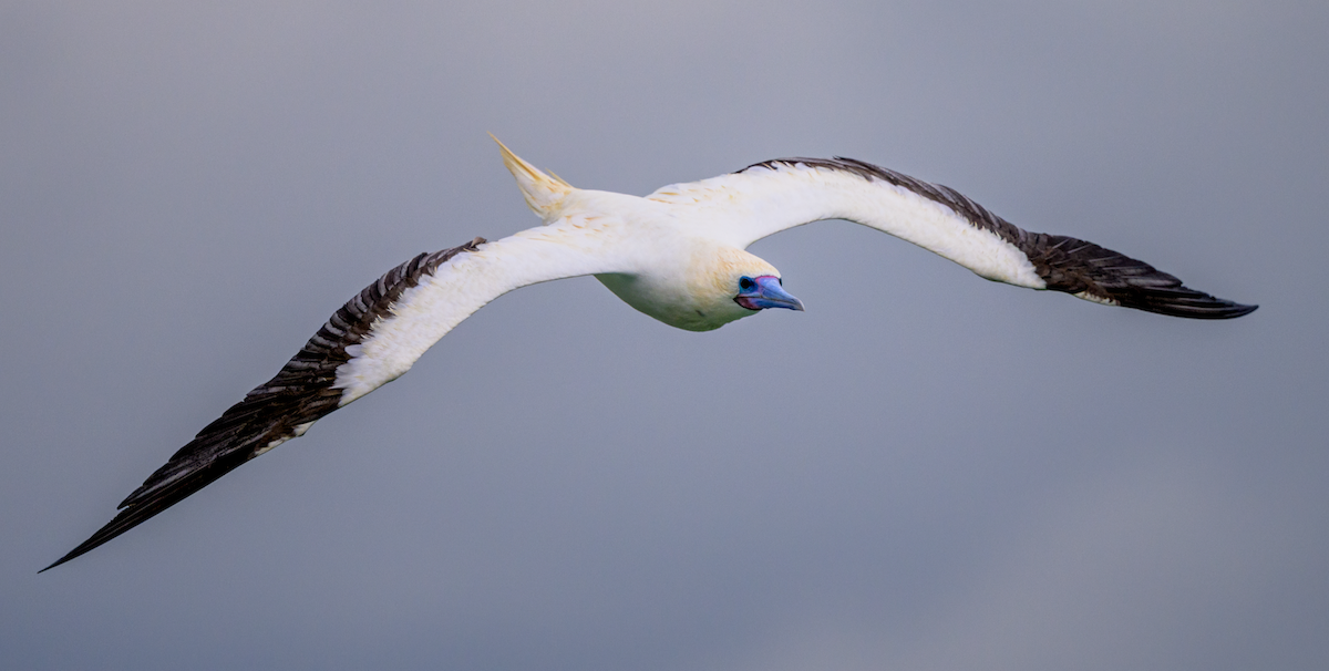 Red-footed Booby - ML646362299