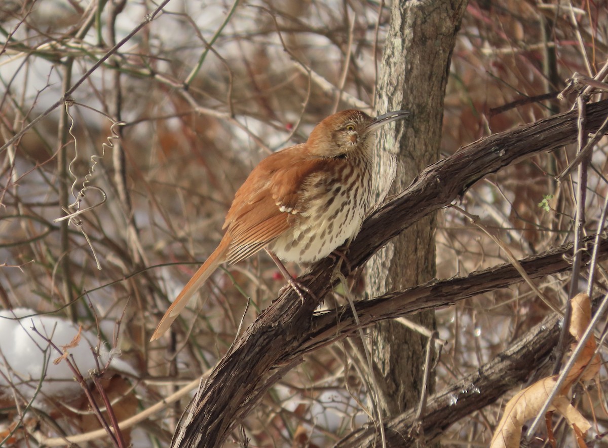 Brown Thrasher - ML646362300