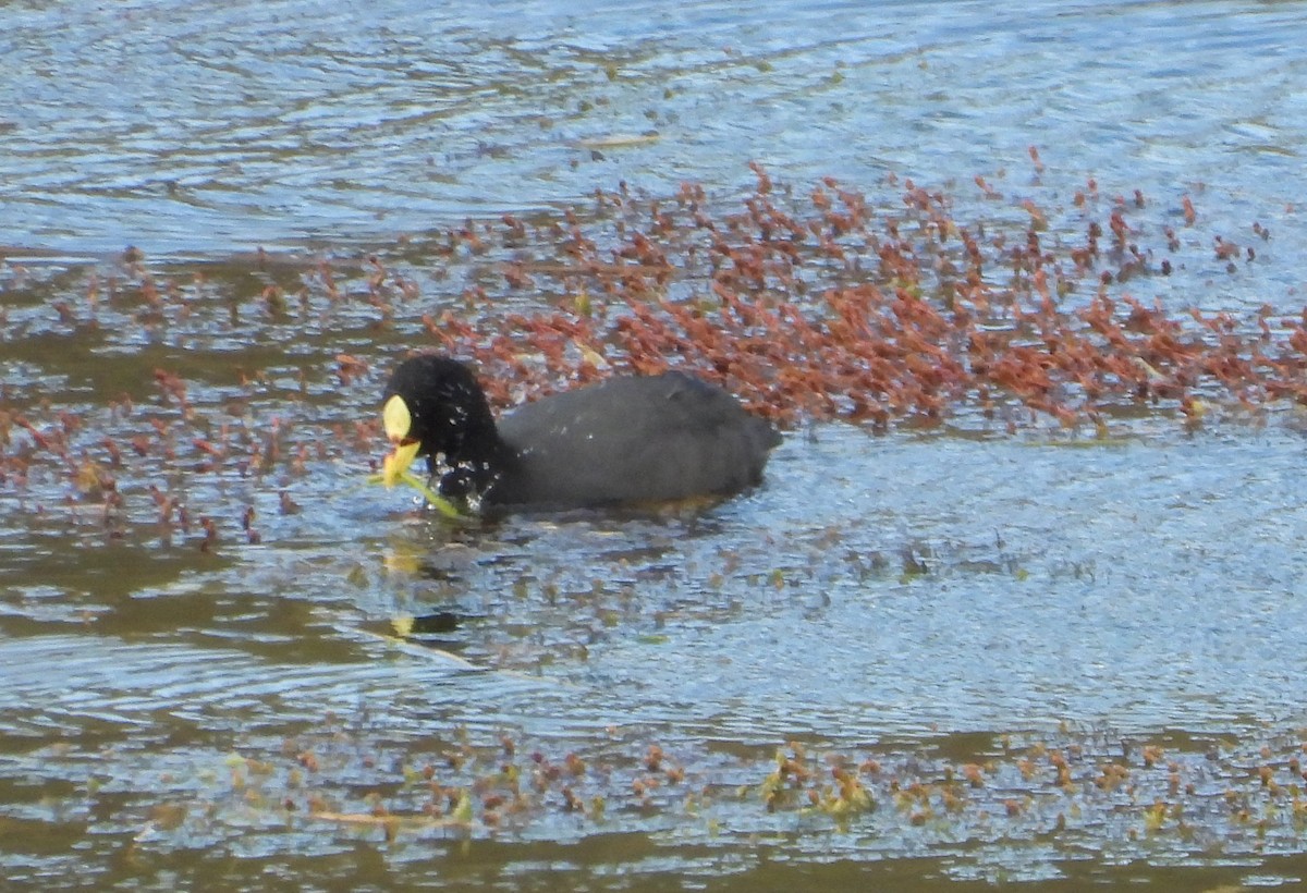 Red-gartered Coot - ML646362304