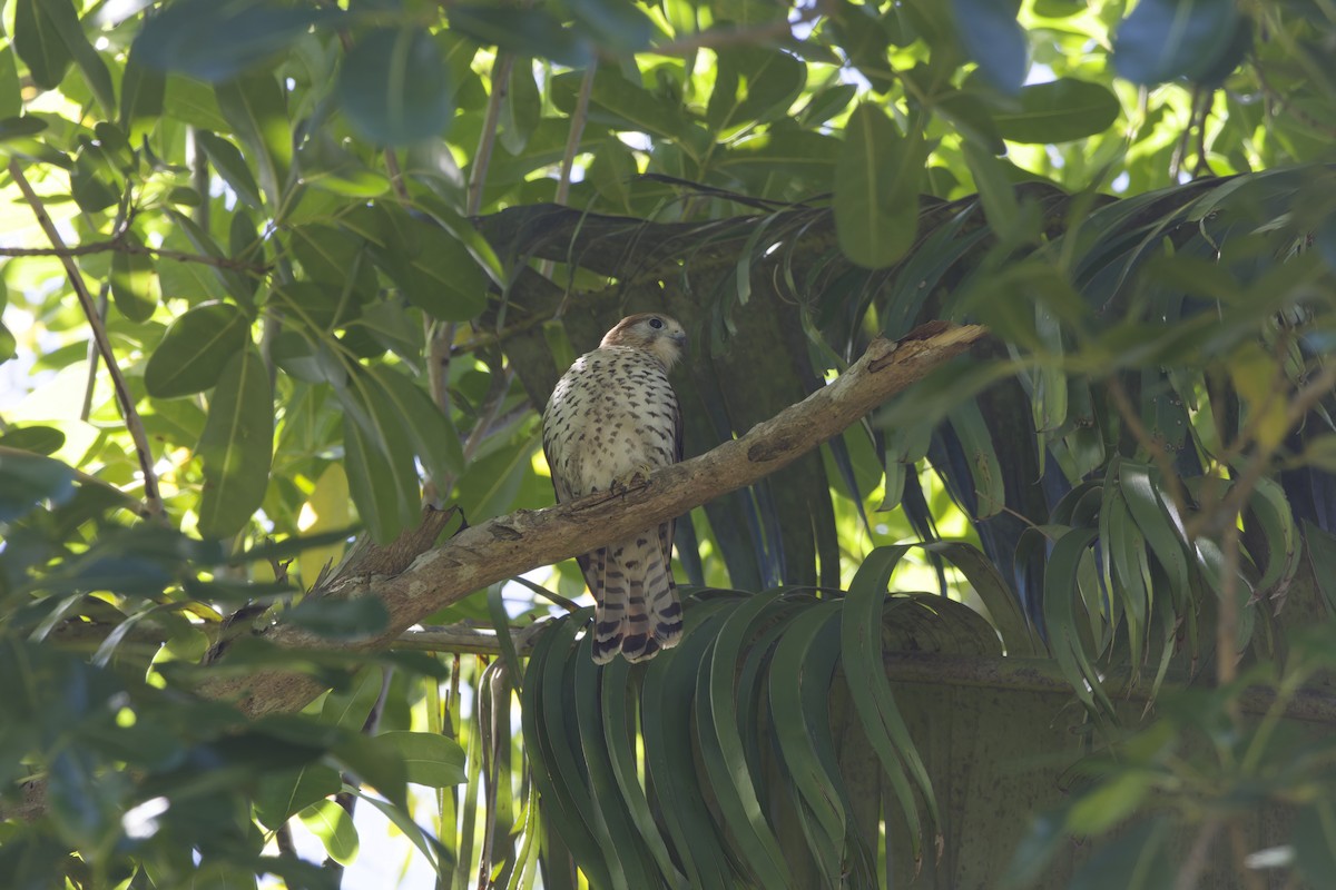 Mauritius Kestrel - ML646362305