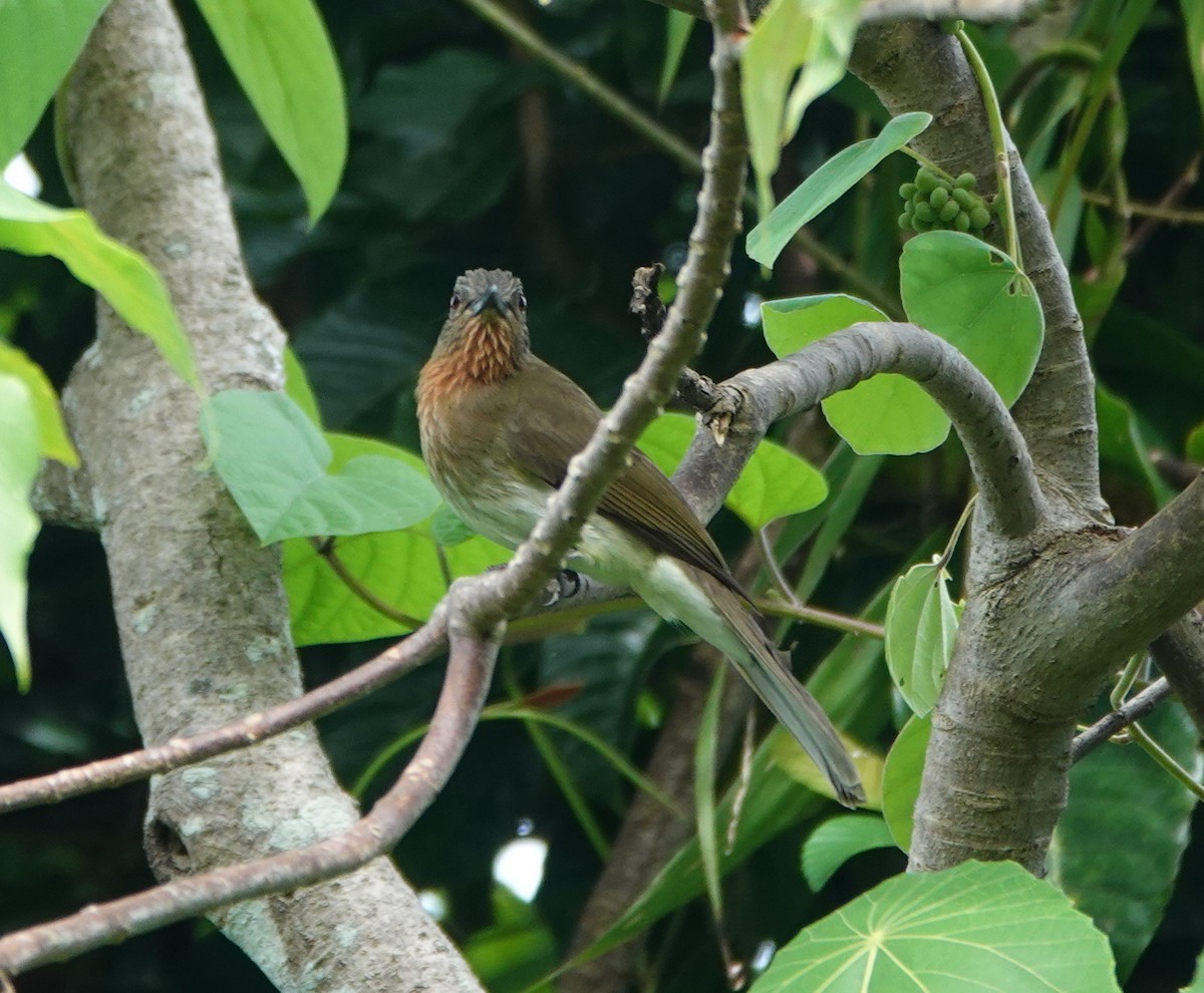 Philippine Bulbul - ML646362306