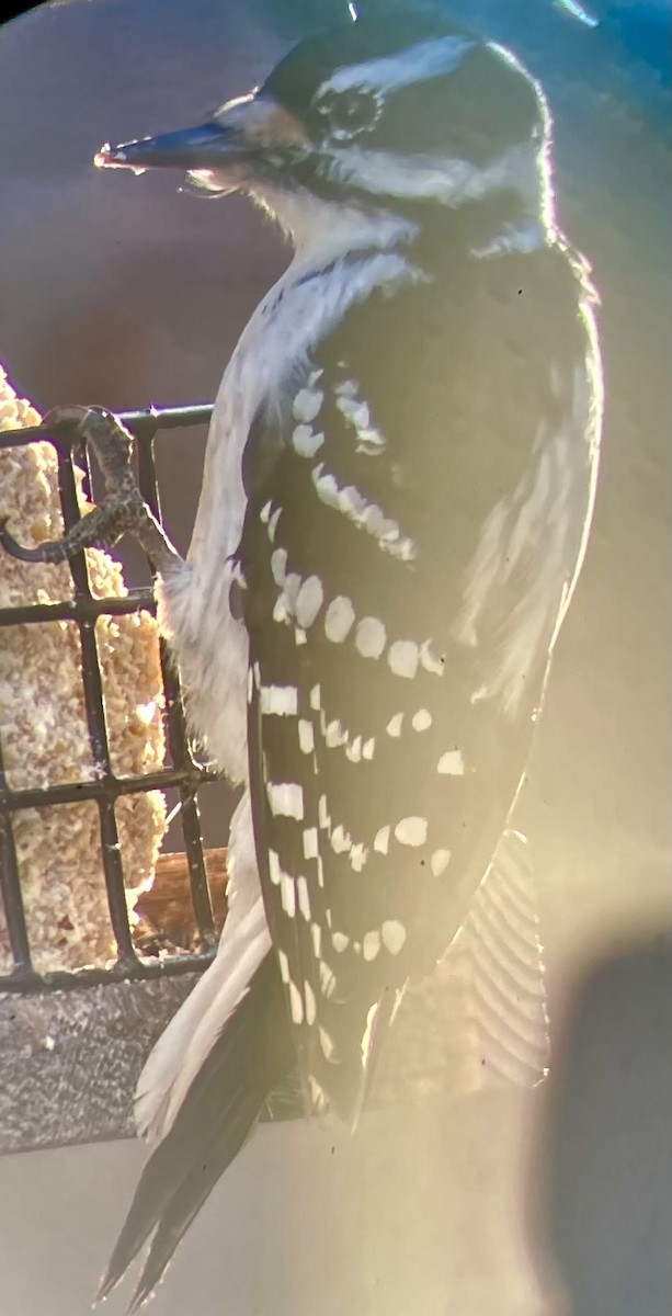 Hairy Woodpecker (Eastern) - ML646362307