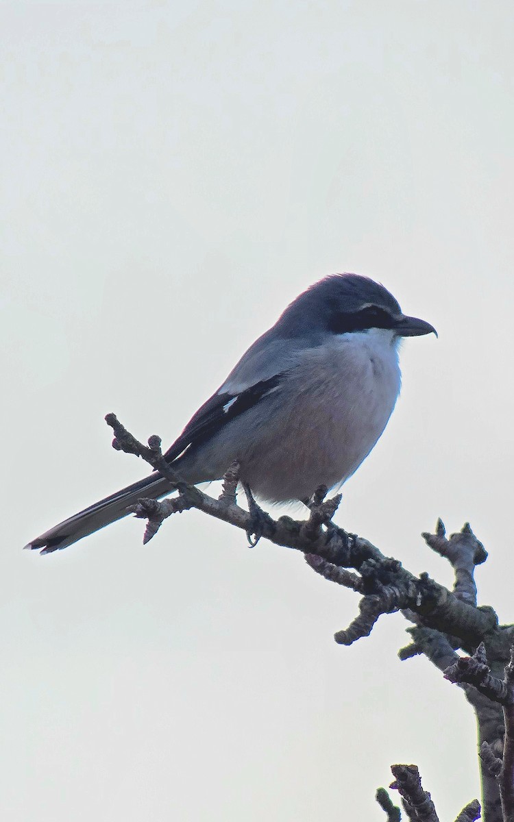 Iberian Gray Shrike - ML646362308