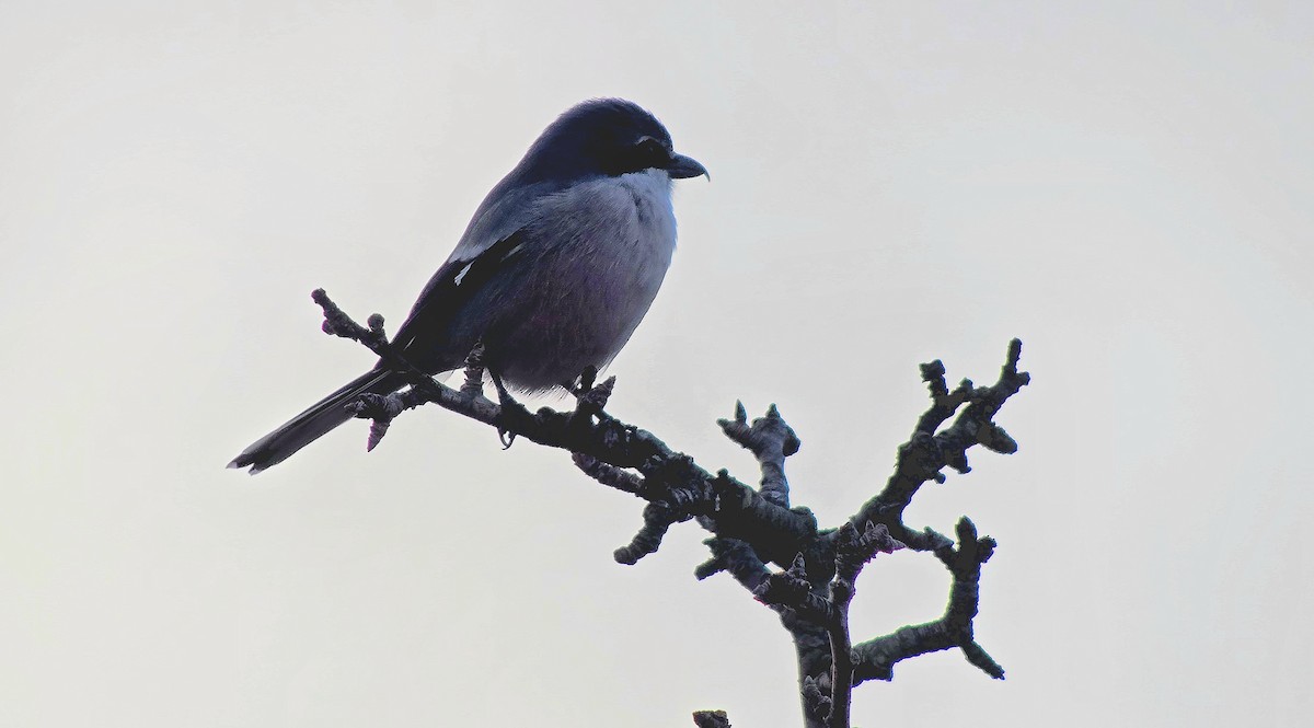 Iberian Gray Shrike - ML646362309
