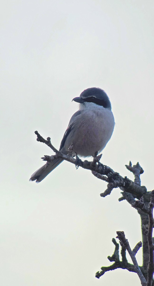 Iberian Gray Shrike - ML646362310