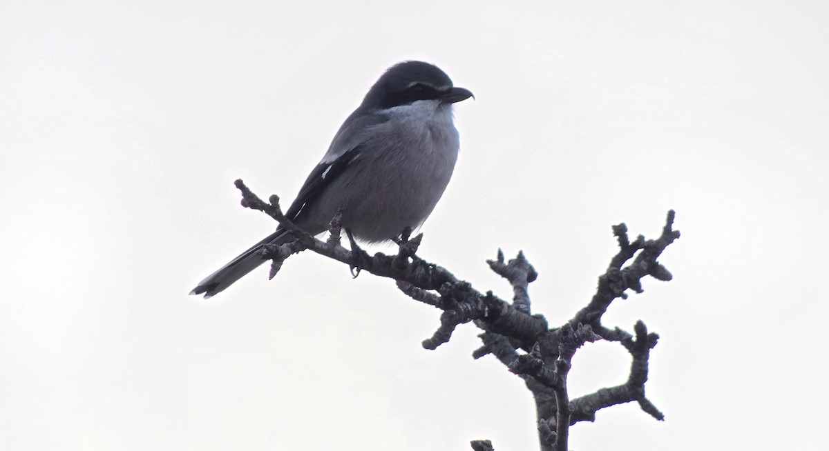 Iberian Gray Shrike - ML646362311