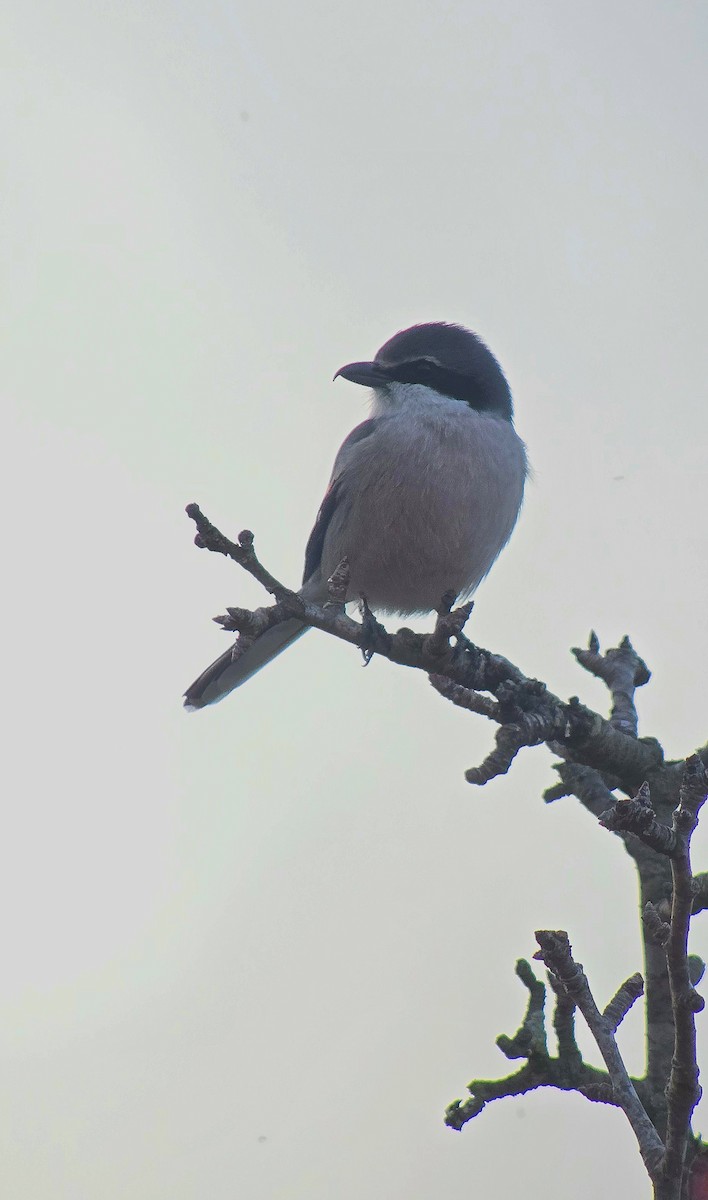 Iberian Gray Shrike - ML646362312
