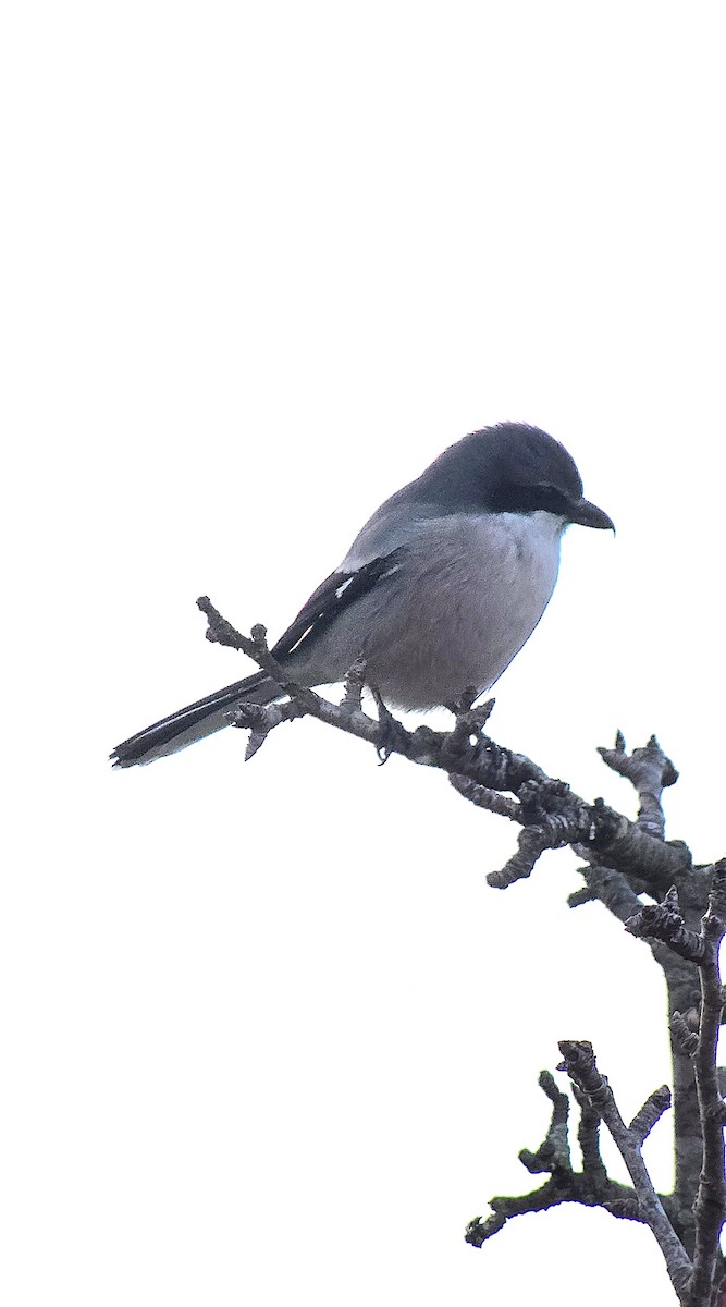 Iberian Gray Shrike - ML646362313