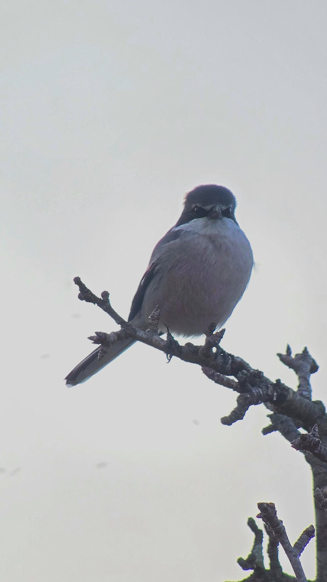 Iberian Gray Shrike - ML646362314