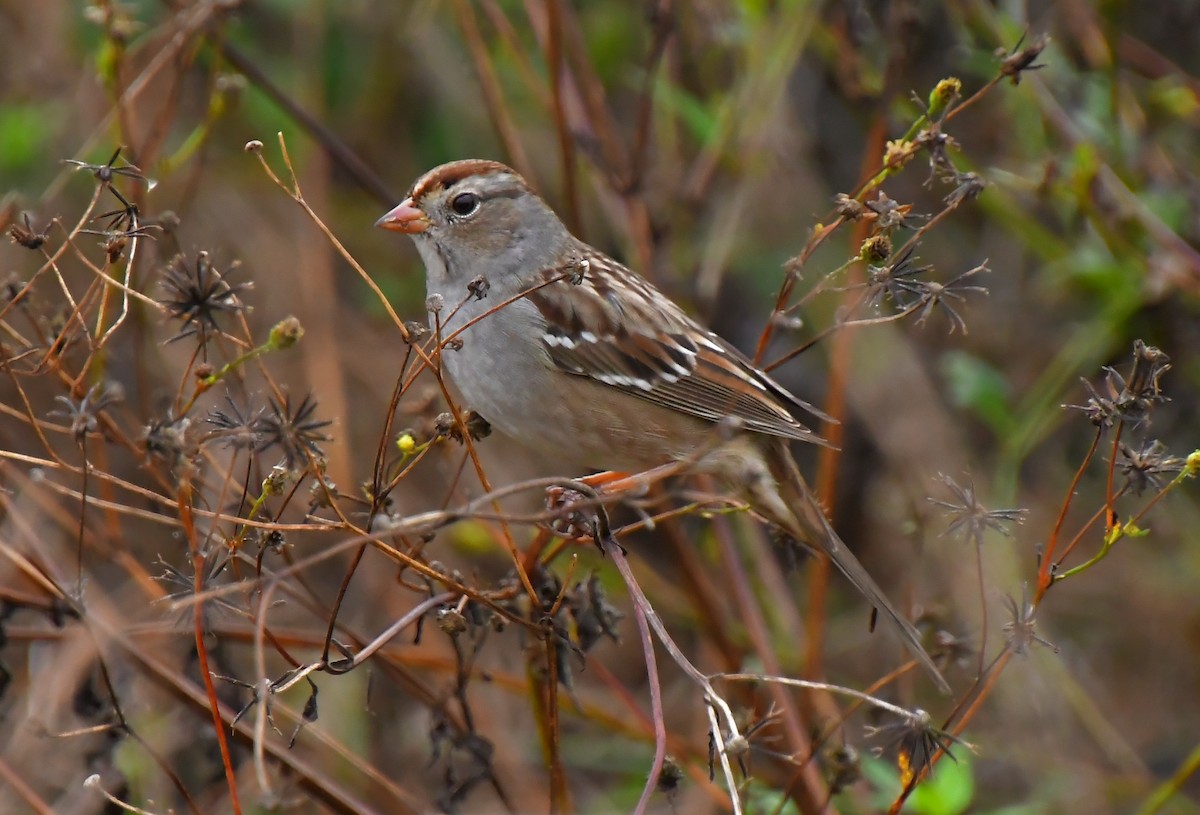 White-crowned Sparrow - ML646362315