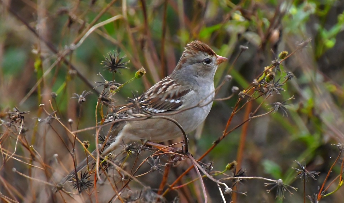 White-crowned Sparrow - ML646362316