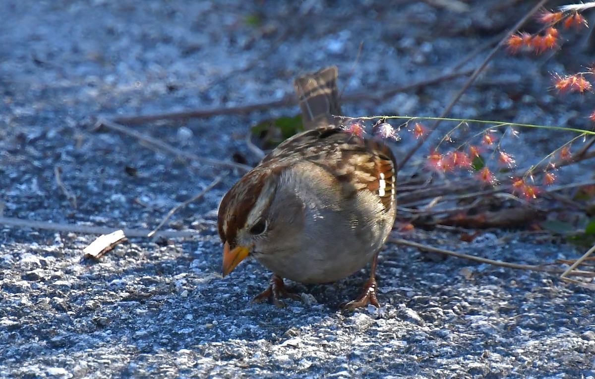 White-crowned Sparrow - ML646362317