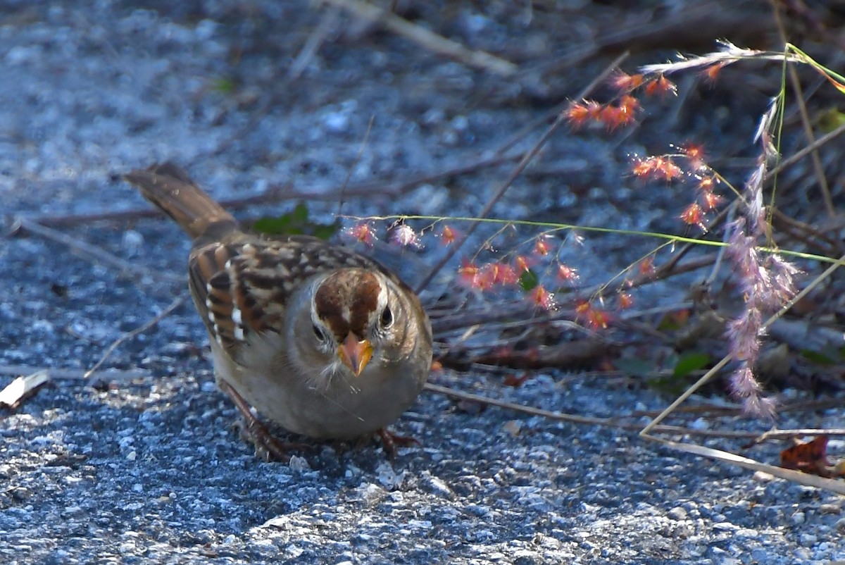 White-crowned Sparrow - ML646362318