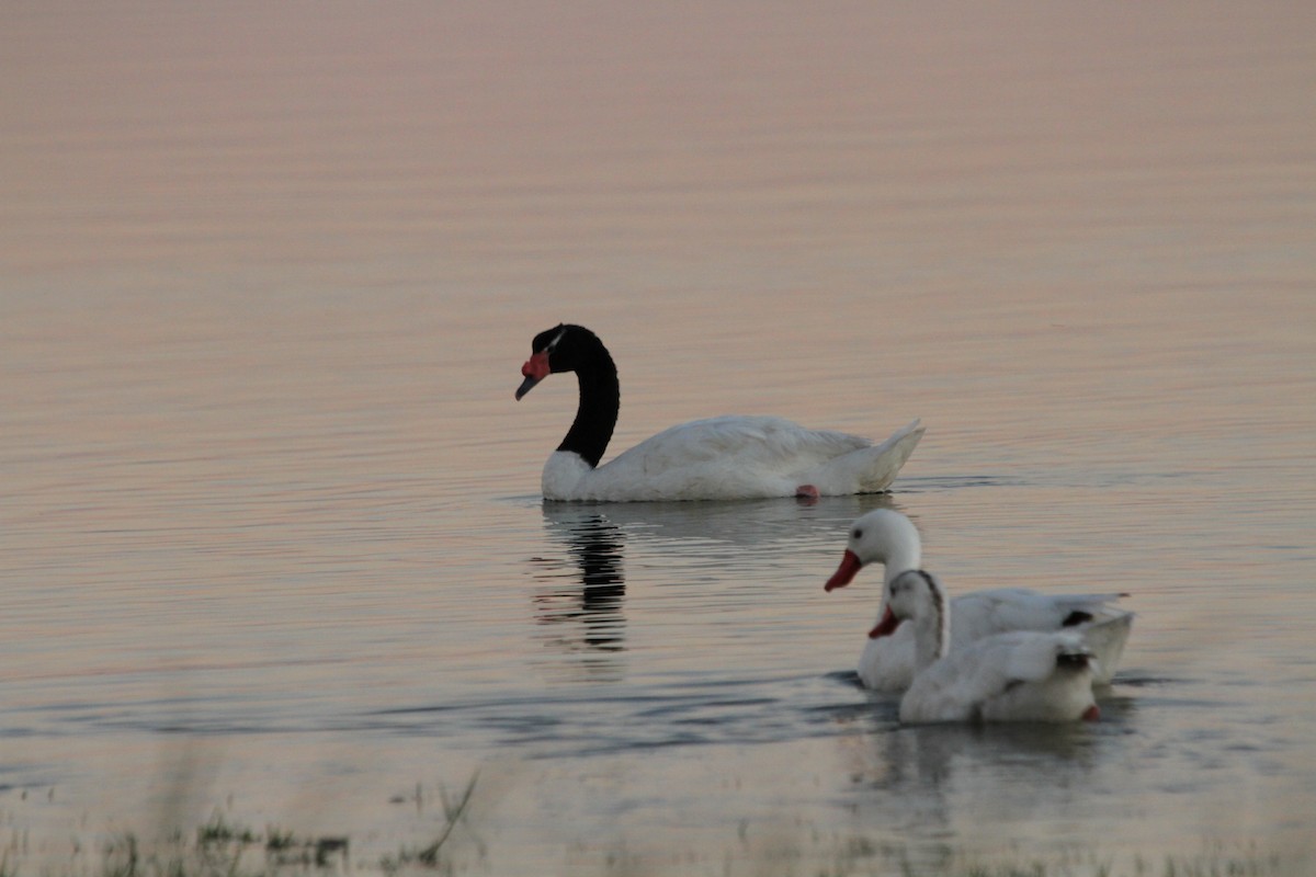 Black-necked Swan - ML646362319