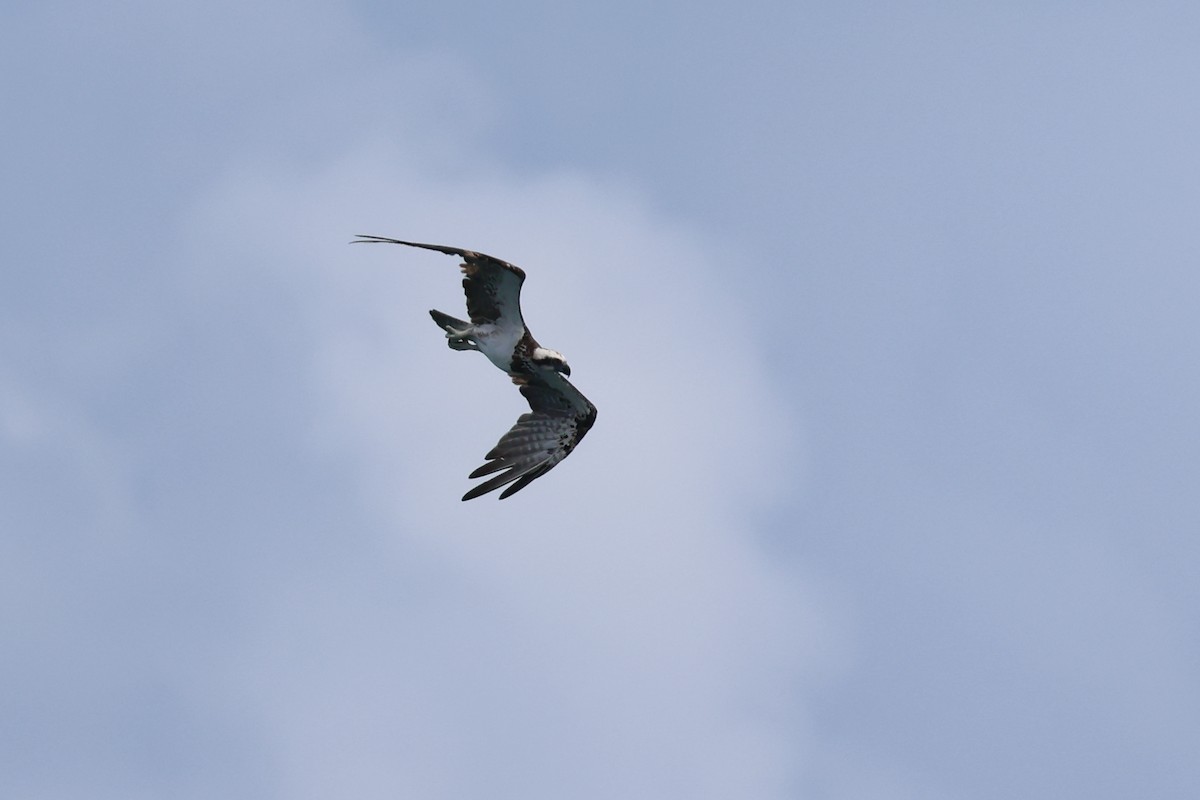 Osprey - ML646362320