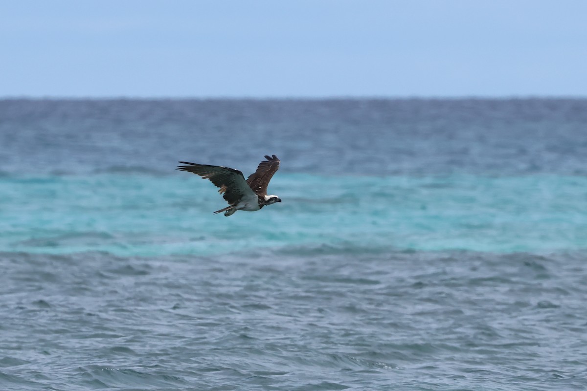 Osprey - ML646362322