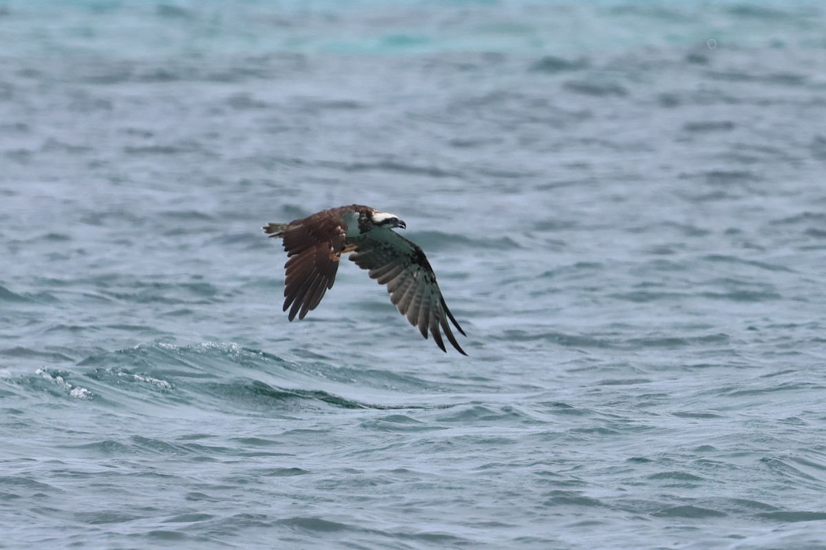 Osprey - ML646362323