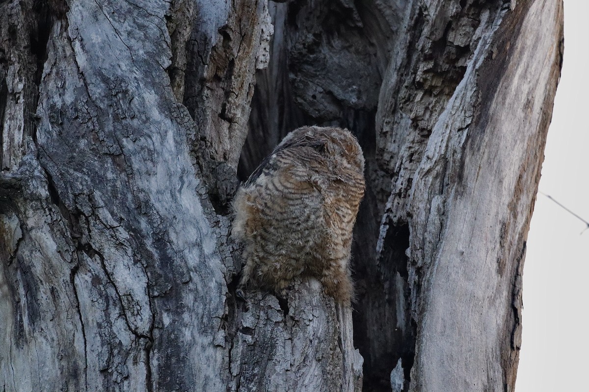 Great Horned Owl - ML646362324