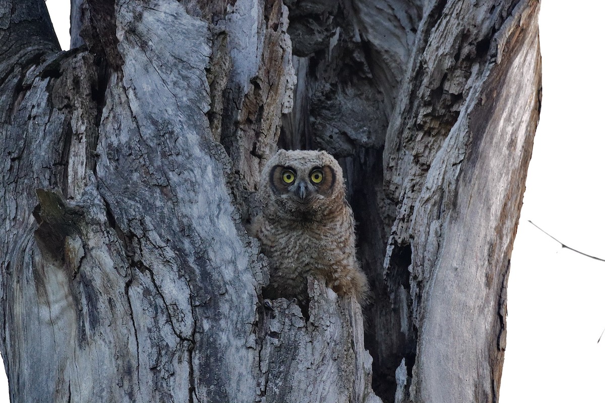 Great Horned Owl - ML646362325