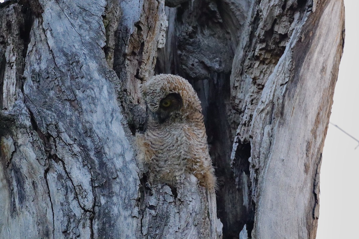 Great Horned Owl - ML646362326