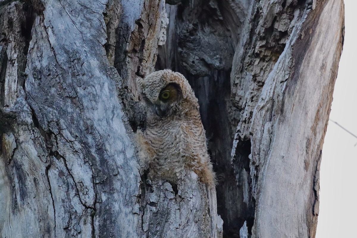 Great Horned Owl - ML646362327