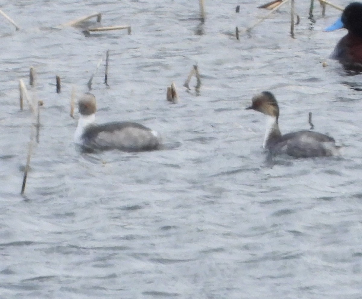 White-tufted Grebe - ML646362328