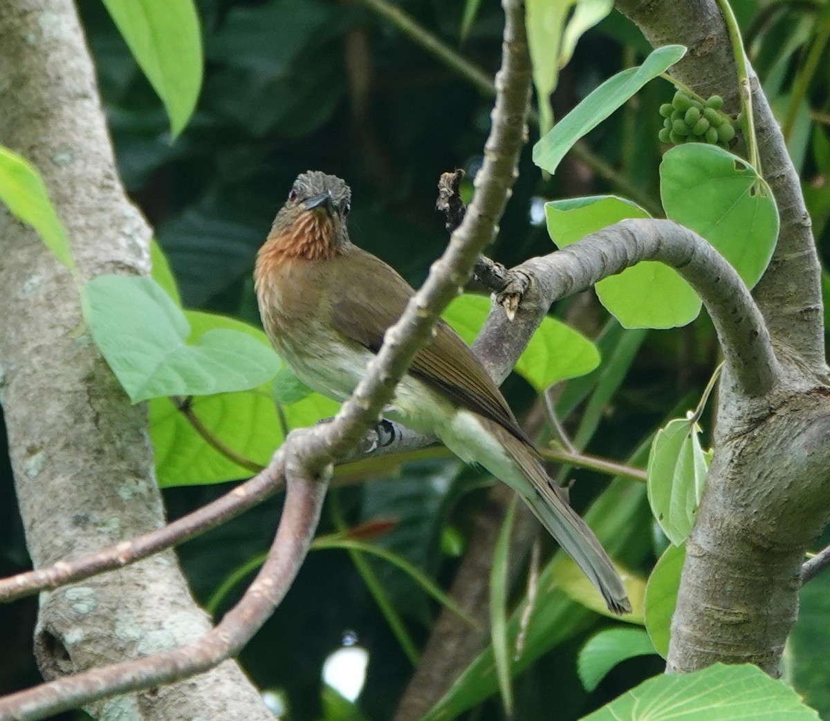 Philippine Bulbul - ML646362329