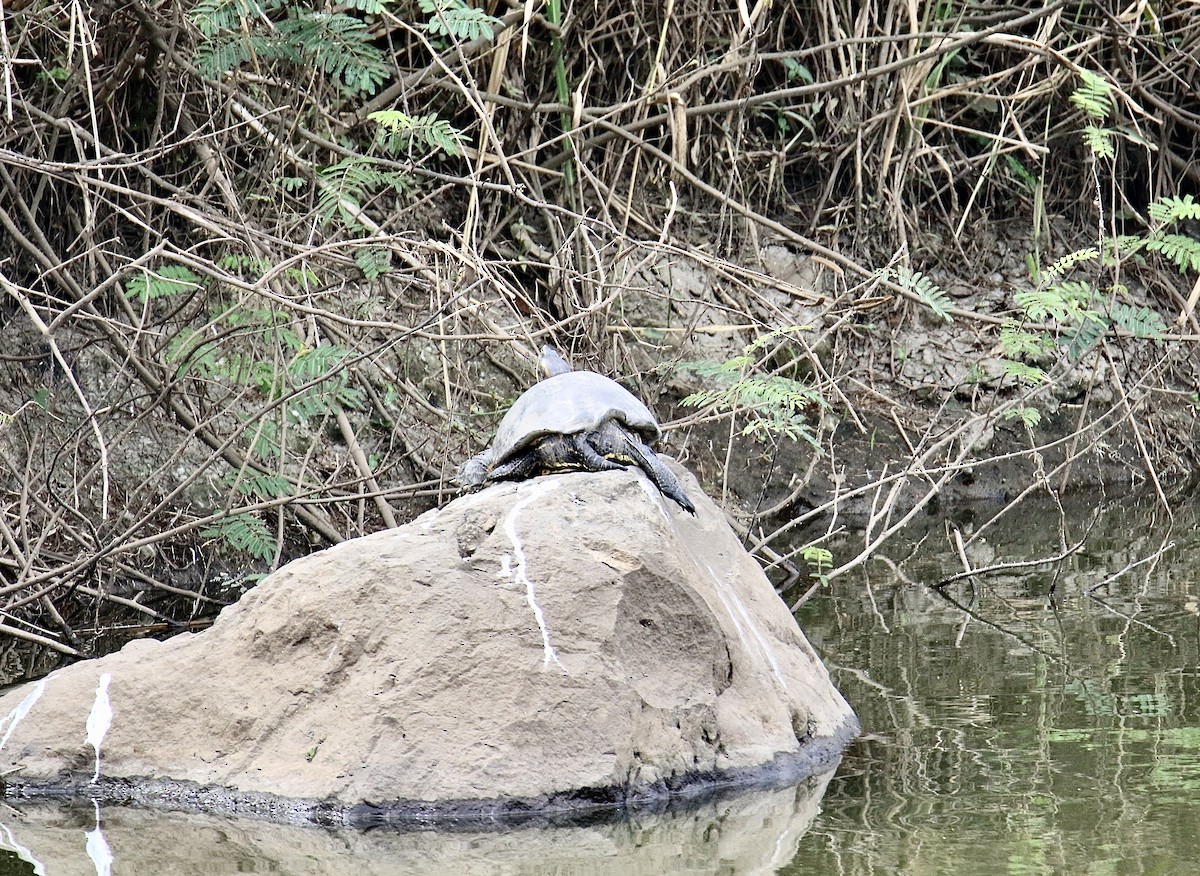 Animals - ML646362332