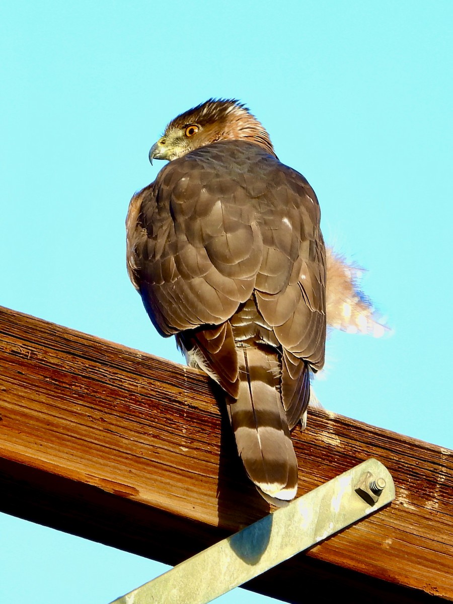 Cooper's Hawk - ML646362354