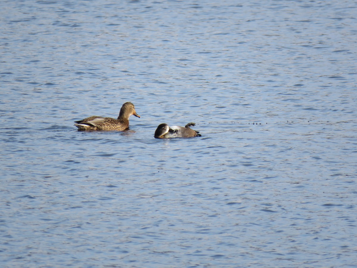 Ring-necked Duck - ML646362356