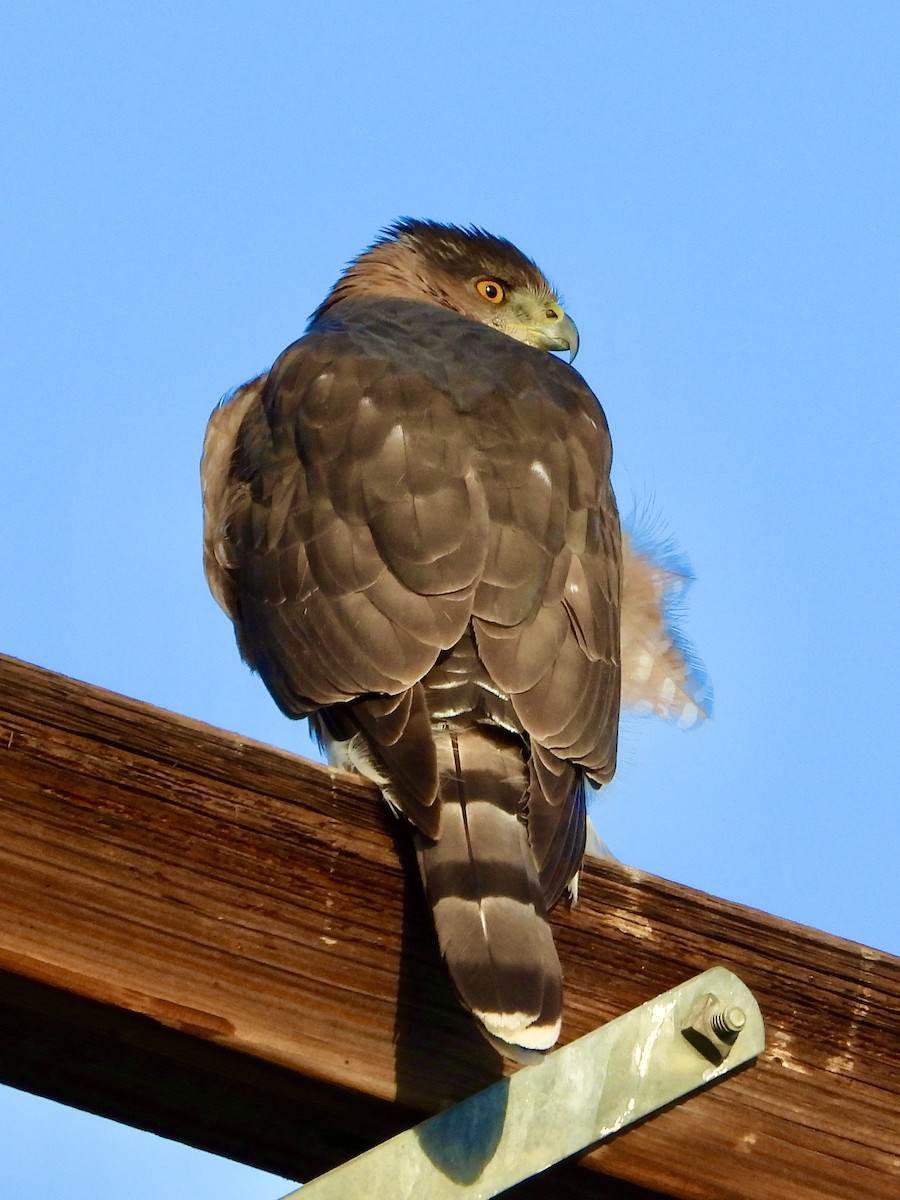 Cooper's Hawk - ML646362359