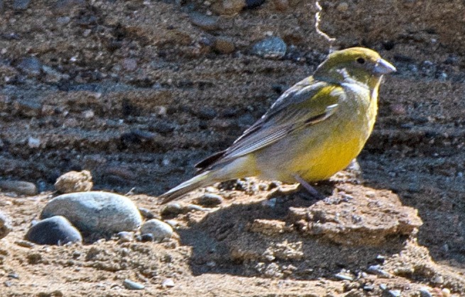 Patagonian Yellow-Finch - ML646362361