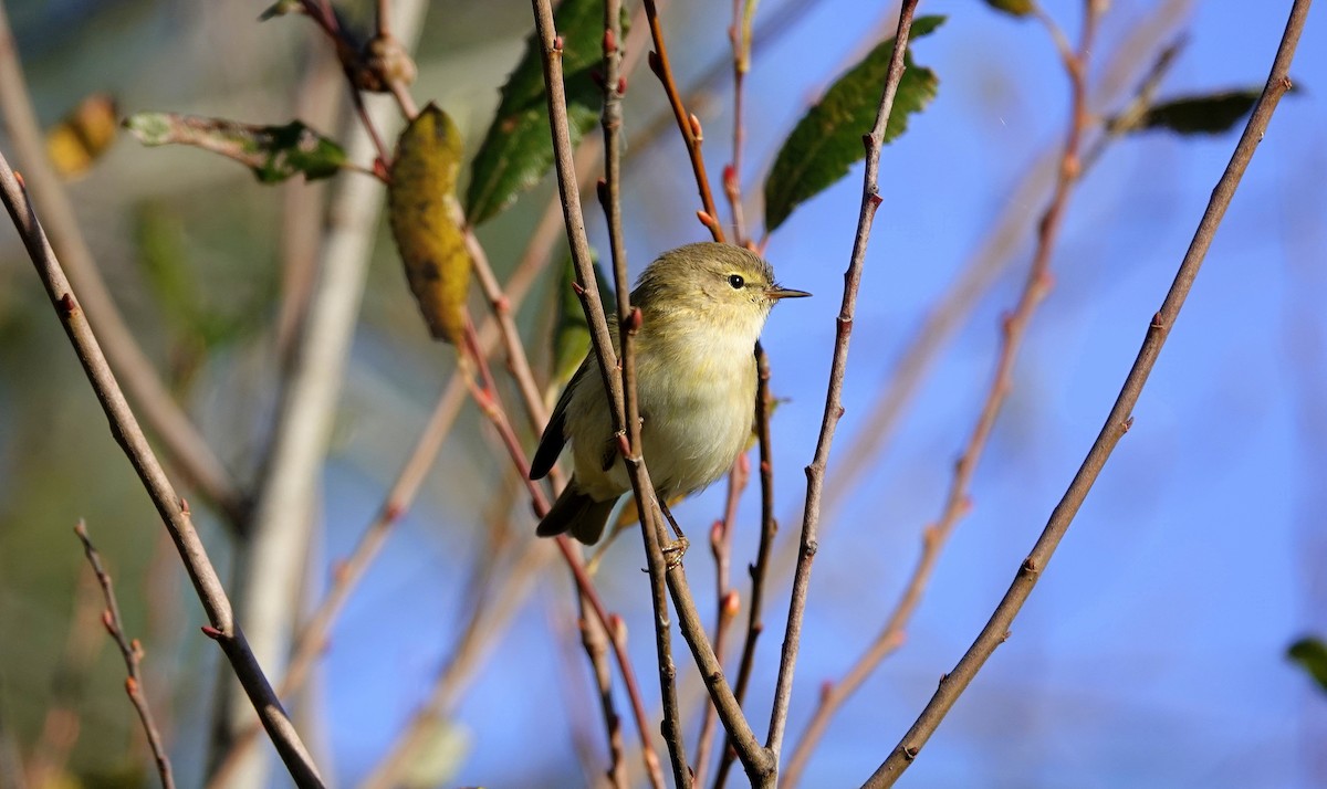 Common Chiffchaff - ML646362362