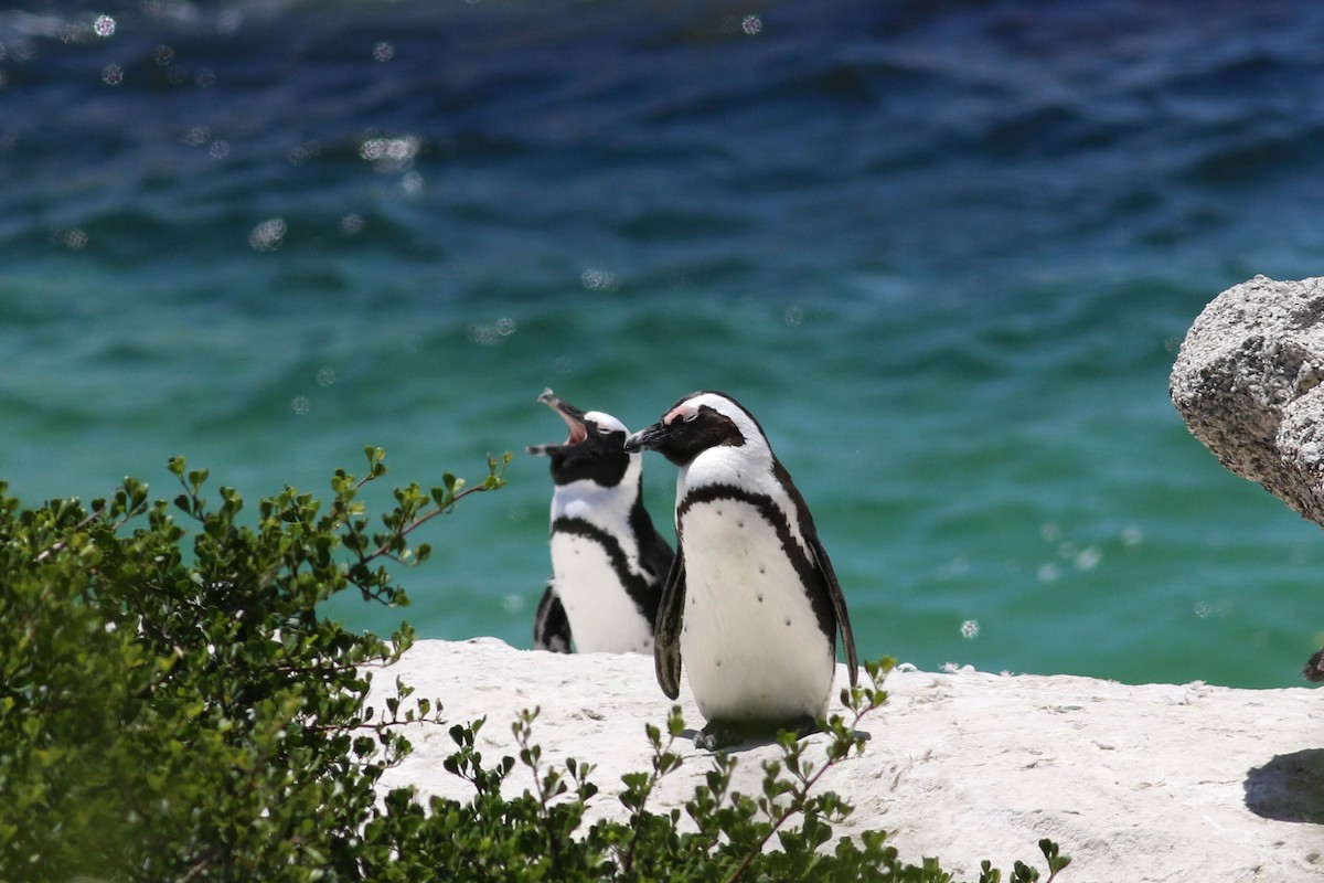 African Penguin - ML646362363