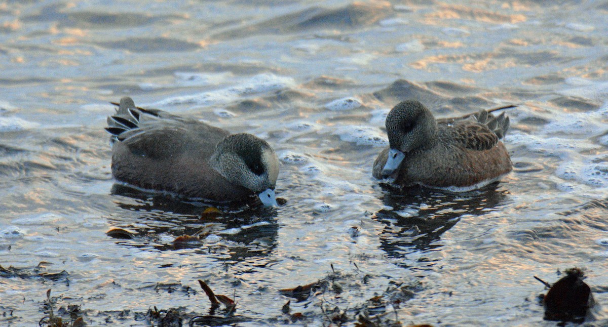 American Wigeon - ML646362365
