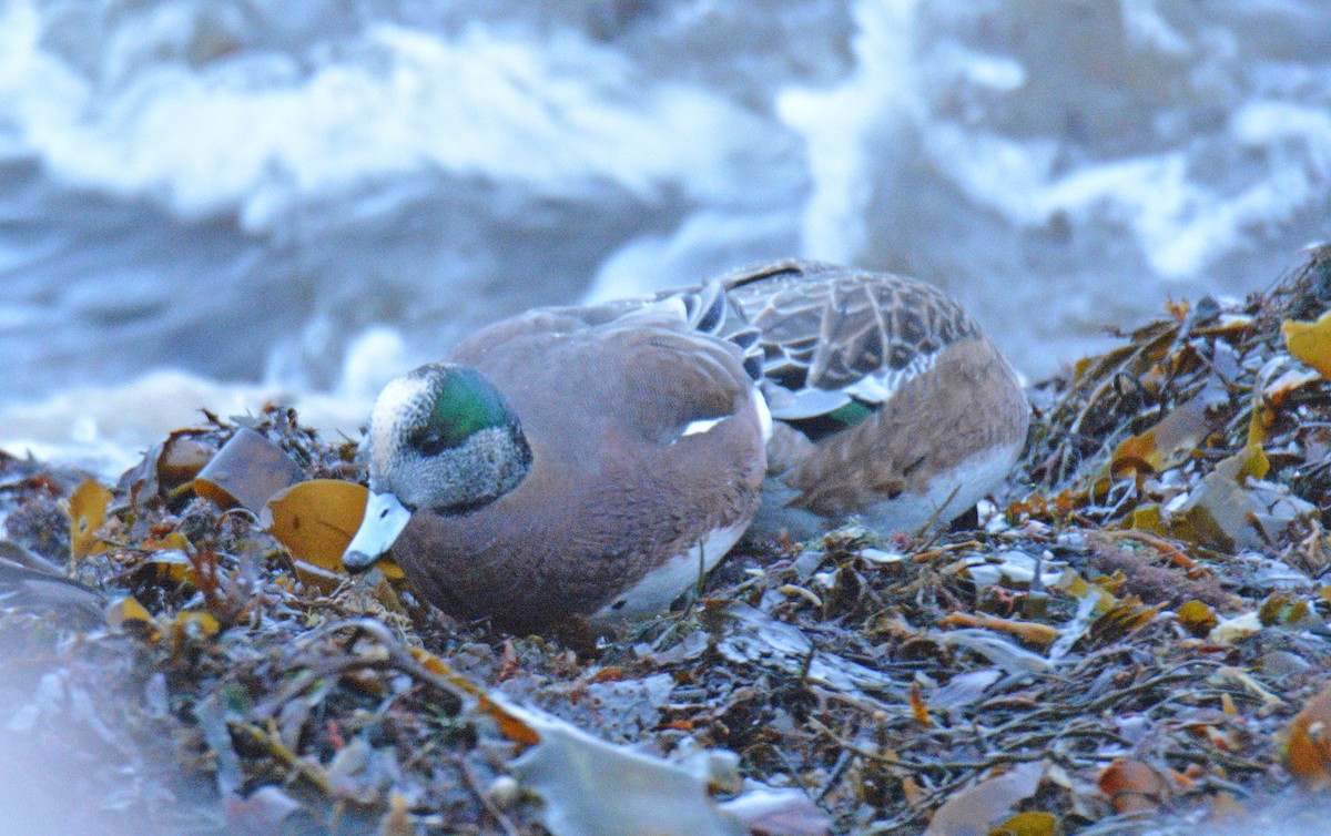 American Wigeon - ML646362366