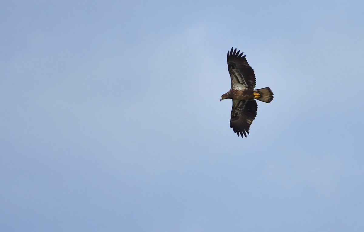 Bald Eagle - ML646362367