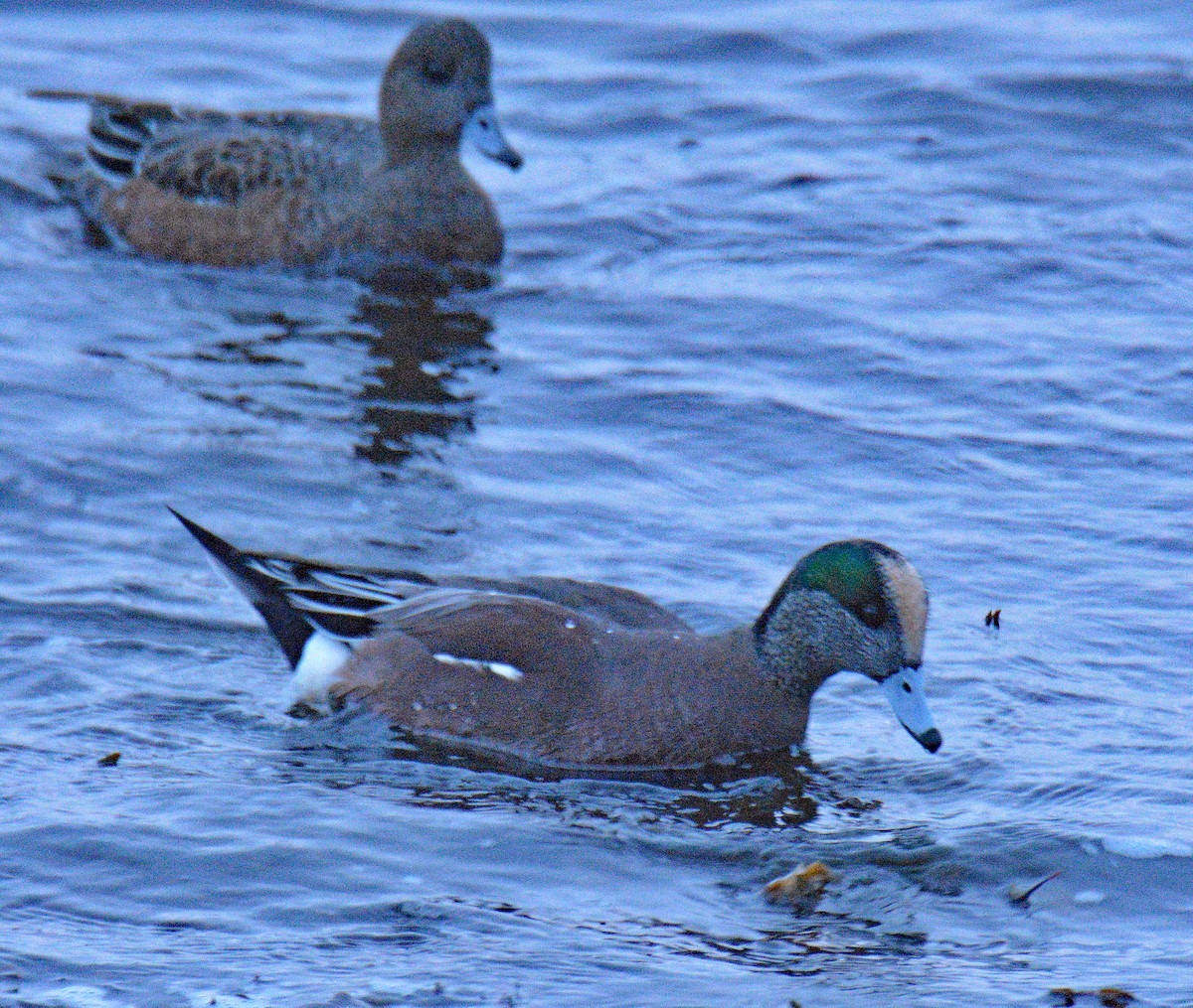 American Wigeon - ML646362368