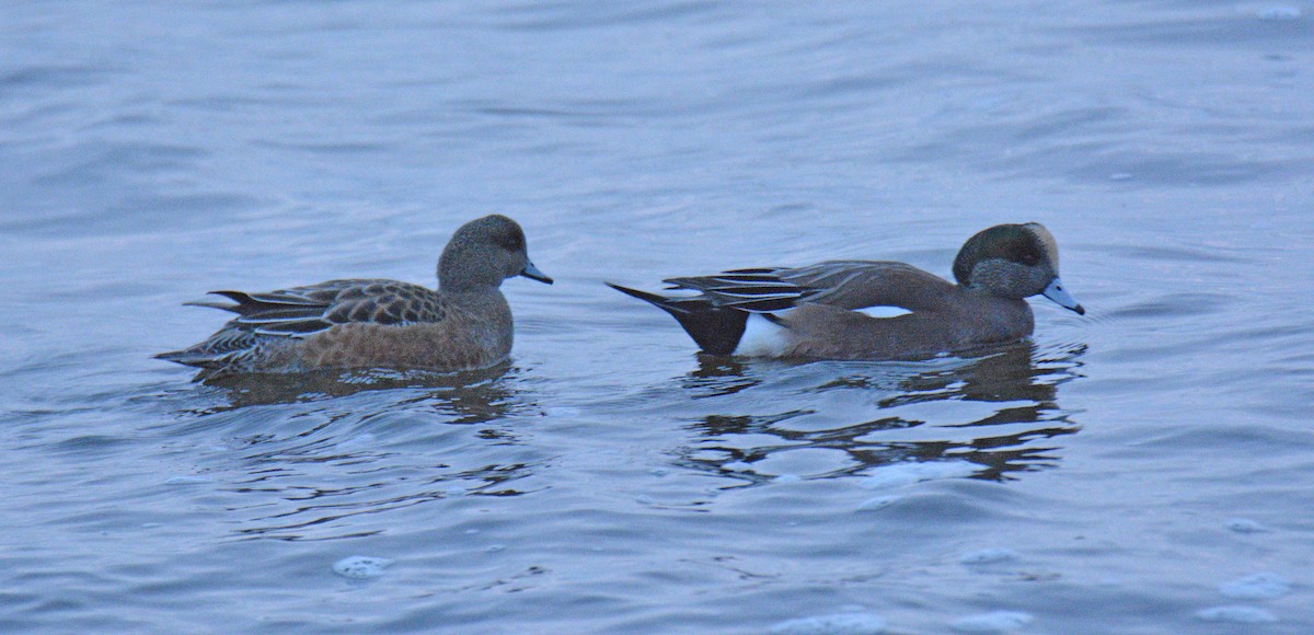 American Wigeon - ML646362369