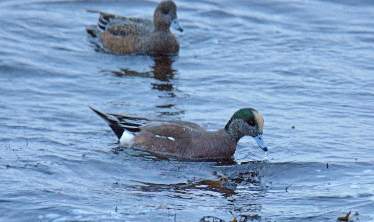American Wigeon - ML646362370