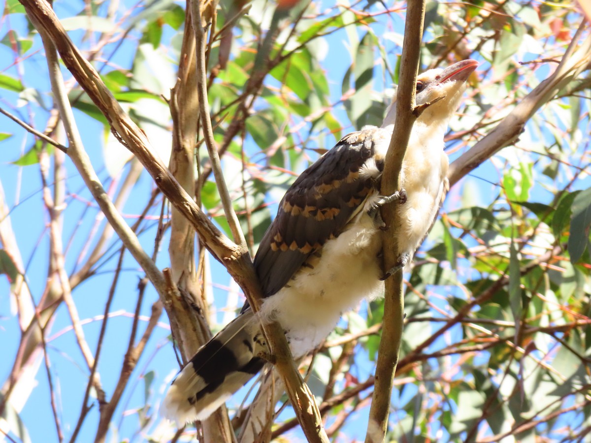 Channel-billed Cuckoo - ML646362371