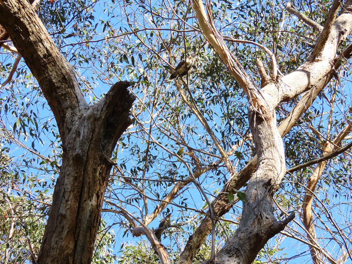 Channel-billed Cuckoo - ML646362372