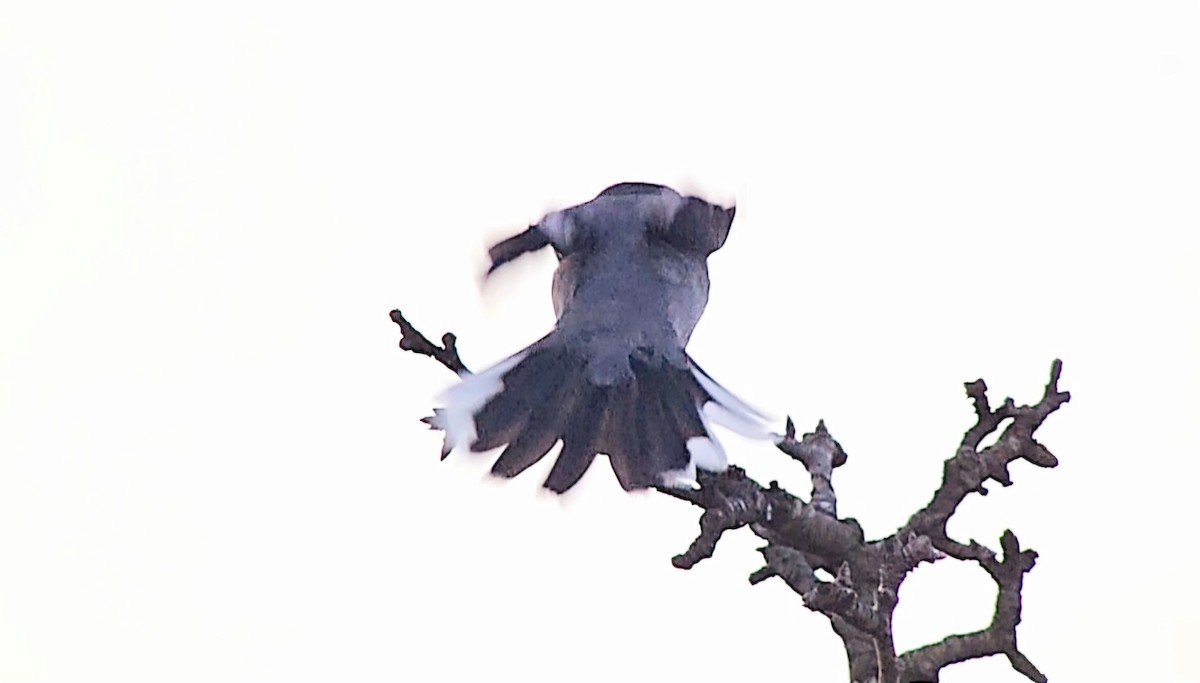 Iberian Gray Shrike - ML646362373